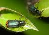 Malachius bipustulatus